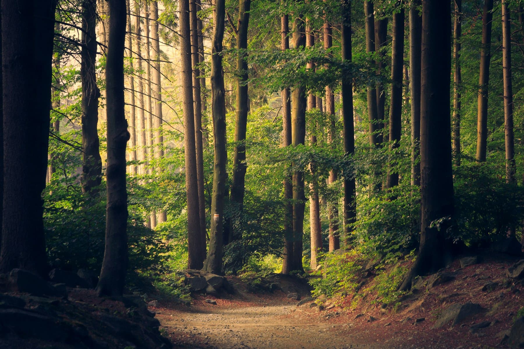 Sunlight through a forest canopy